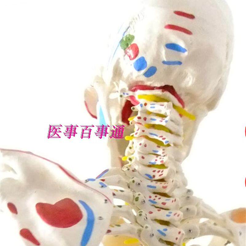 人体骨骼模型带脊柱神经r椎间盘肩膝关节韧带及肌肉着色170cm
