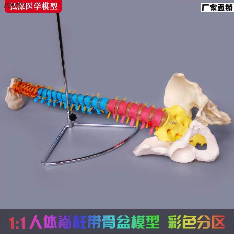彩色正骨脊椎模型颈胸腰椎骨科教学模型13岁适N用骨骼教学玩具弘