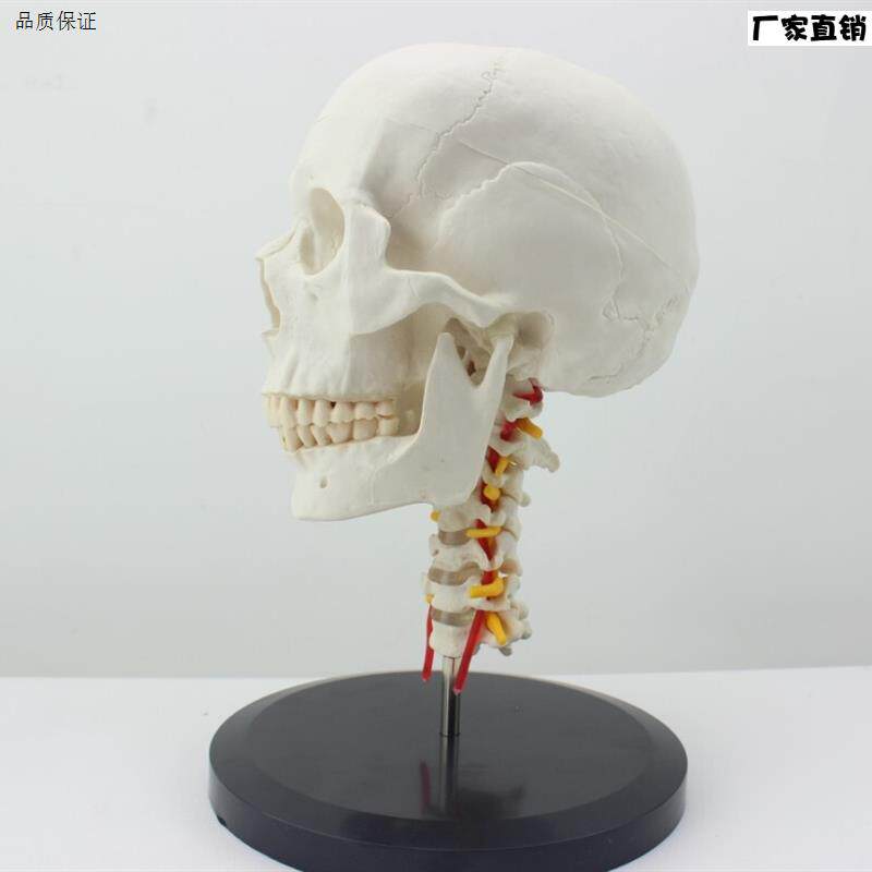 颐诺正品人体头骨颅骨带颈椎模型枕骨a颅骨模型骨科医患沟通
