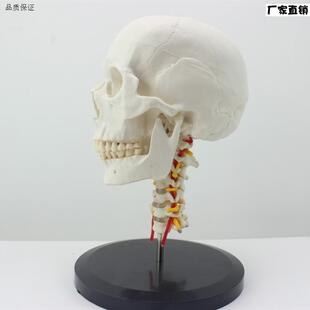 颐诺正品人体头骨颅骨带颈椎模型枕骨a颅骨模型骨科医患沟通