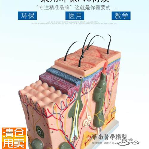 人体皮肤组织结j构放大解剖模型美容整形立体皮肤模型皮肤放大70