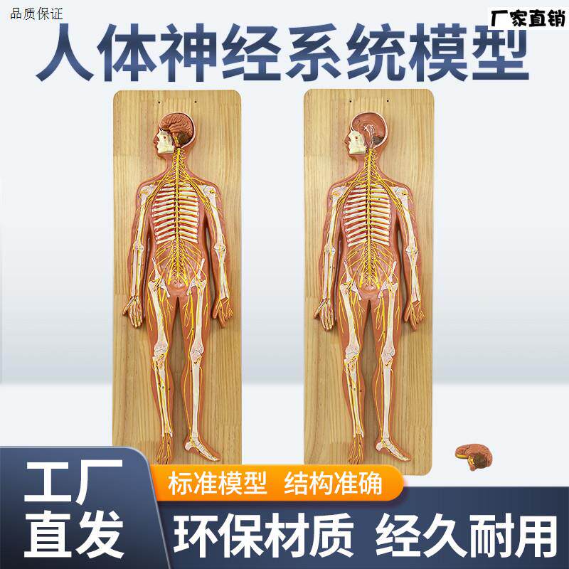 人体神经系统模型E标准医学解剖中枢神经人体生物实验系统教学仪