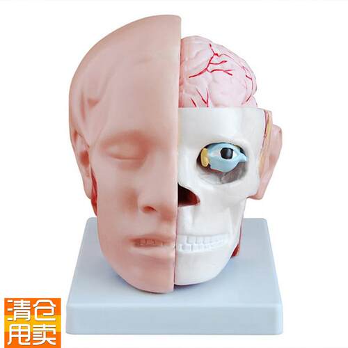 头部模型头部附脑动脉模型颅内脑结构脑I动脉解剖构造教学模型医