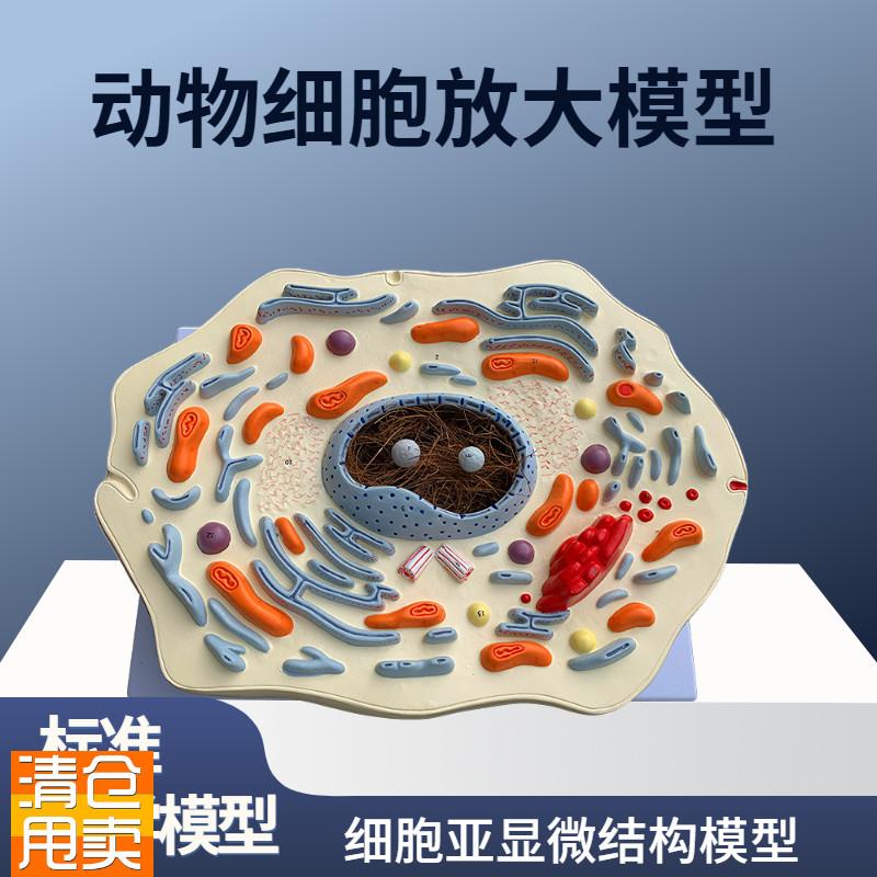 动物细胞放大模型显p微结构解剖细胞膜细胞质细胞核线粒体