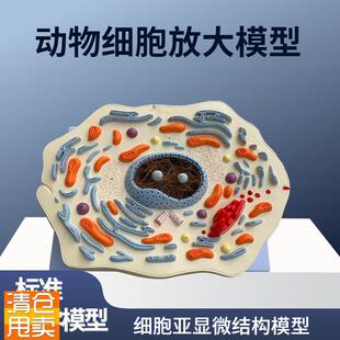 动物细胞放大模型显p微结构解剖细胞膜细胞质细胞核线粒体