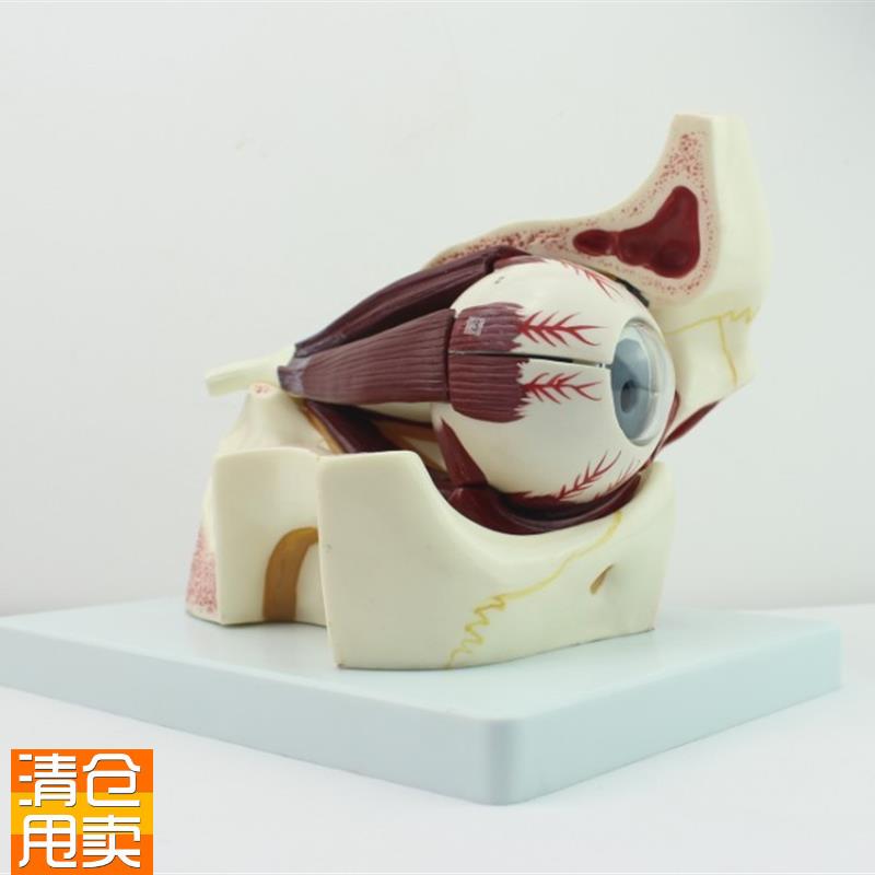 颐诺正品眼e球眼眶解剖结构放大模型人体感觉器医用眼球模型