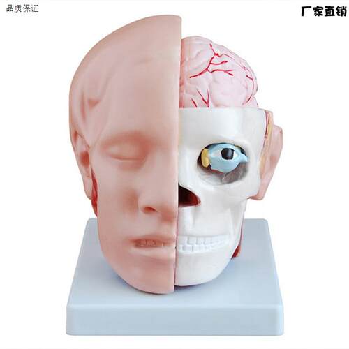头部模型头部附脑动脉模型颅内R脑结构脑动脉解剖构造教学模型医