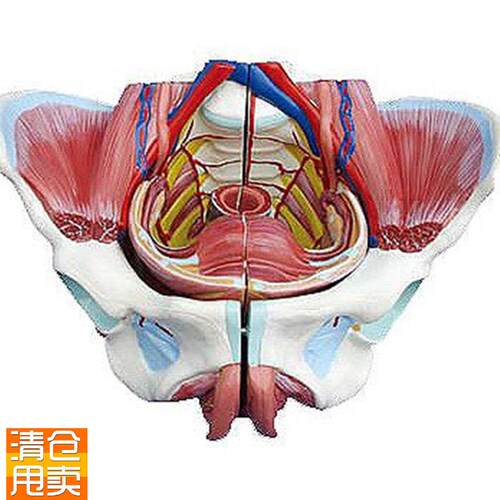 厂家直销医学教学使p用高级女性骨盆附生殖器与血管神经模型