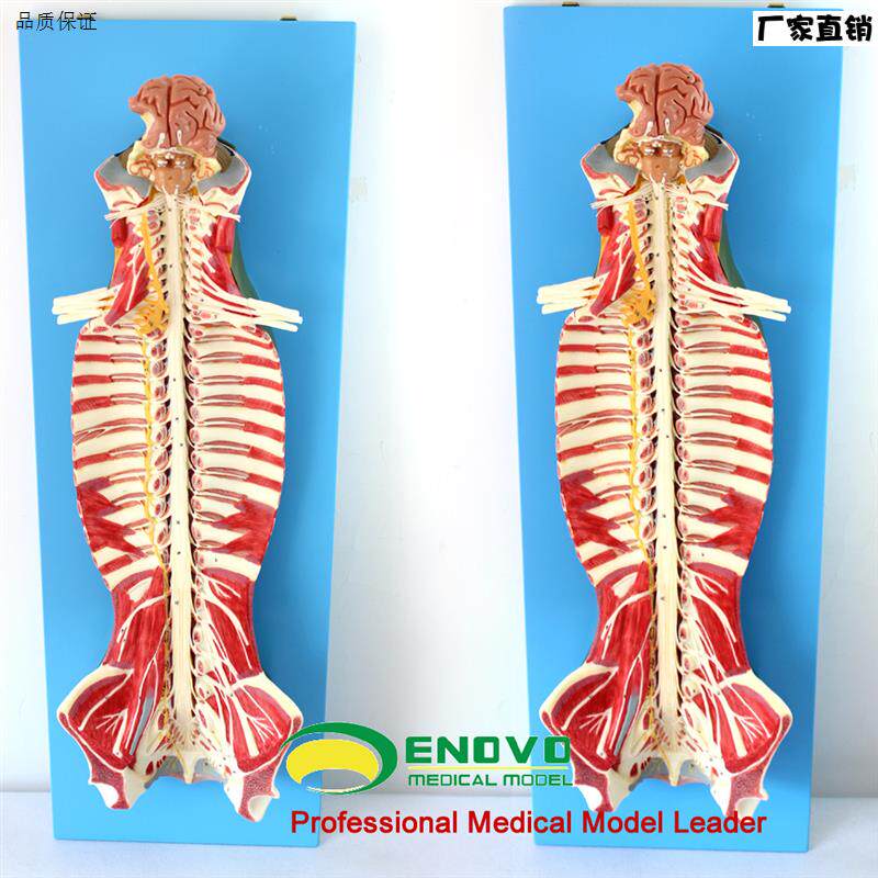 ENOVO颐诺医学人体z脊柱椎管解剖脊髓神经麻醉脊腰椎微创骨科模型
