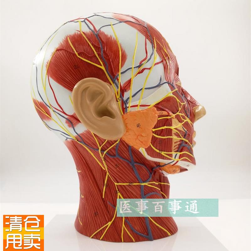头部矢状解剖模型血管神经模型美容面部神M经血管模型微整形模型