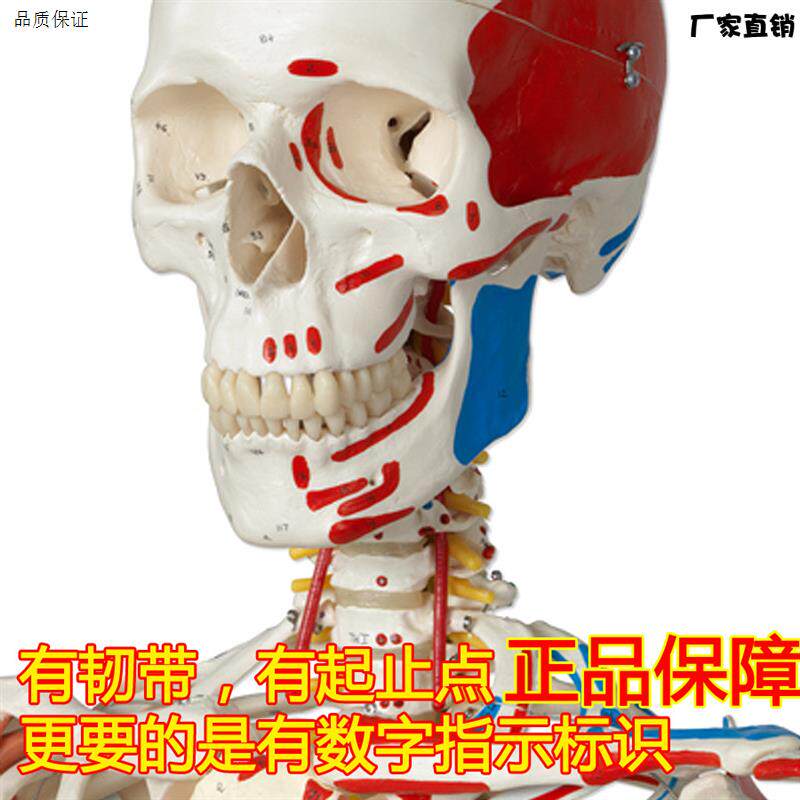 颐诺正品人体医用17Z0CM骨骼模型肌肉韧带小针刀骨架标本解剖脊柱