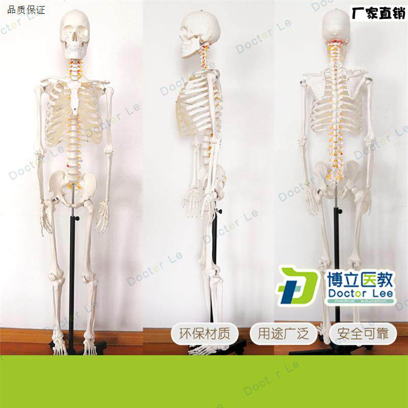 170cm医学U脊椎骨架可弯曲骷髅解剖人体骨骼模型全身模型骨架模型