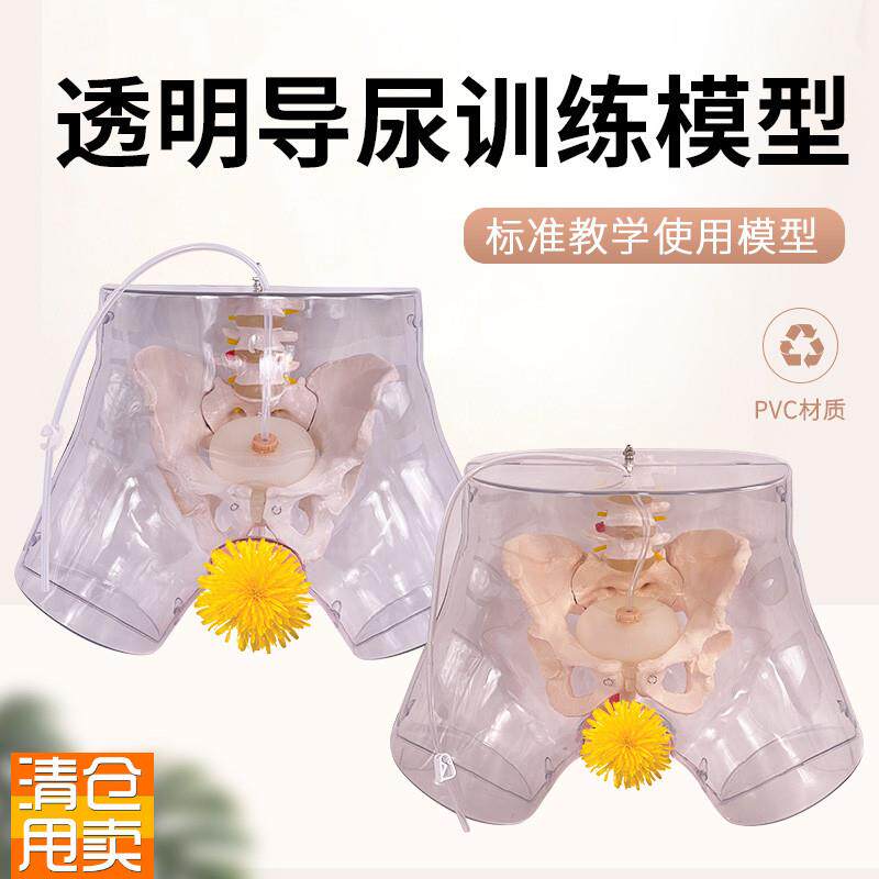 高级透明男性导尿模型男r性生殖器男性生殖解剖模型女性导尿模型