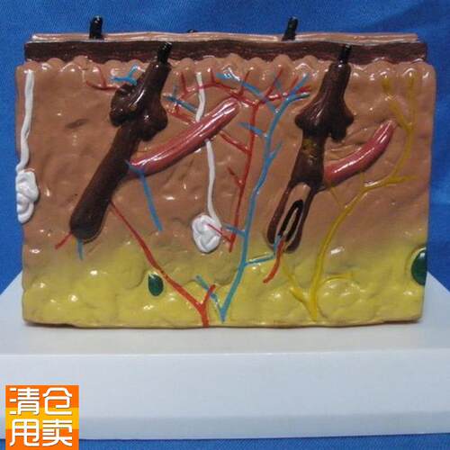 人体皮肤解剖模w型教学医用讲解教具