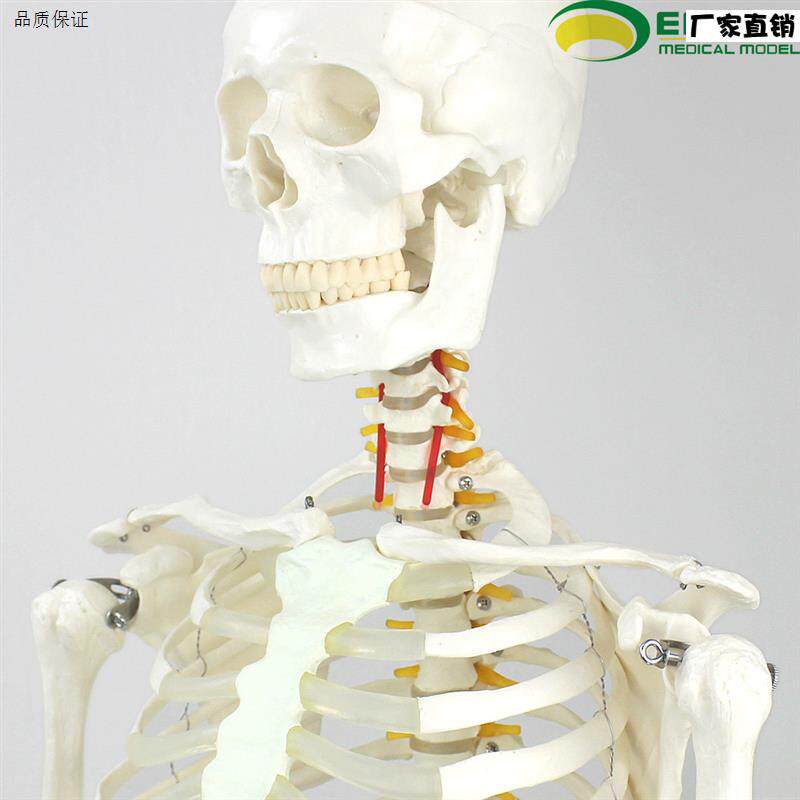 ENOVO颐诺170CM人体骨骼模型美b术医学用脊柱弯曲瑜伽健身骨架模