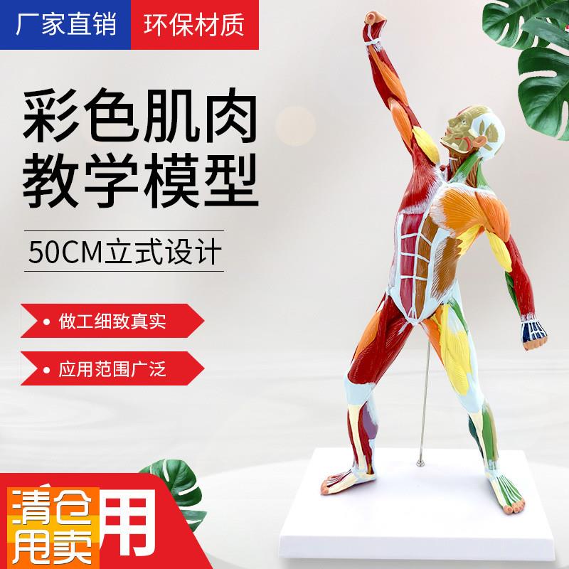 50CM肌肉人解剖美术艺术模特医学彩色J人体全身肌肉模型运动结构
