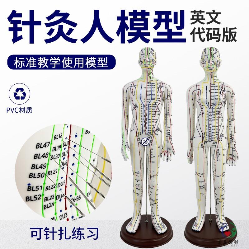 美善品牌英e文针灸穴位人体模型图可扎针人形练习英文全身经络模