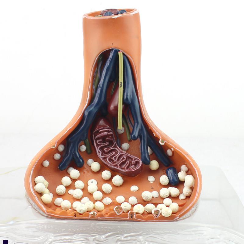 颐诺正品神经突触模m型化学突触synapse医用人体神经系统解剖