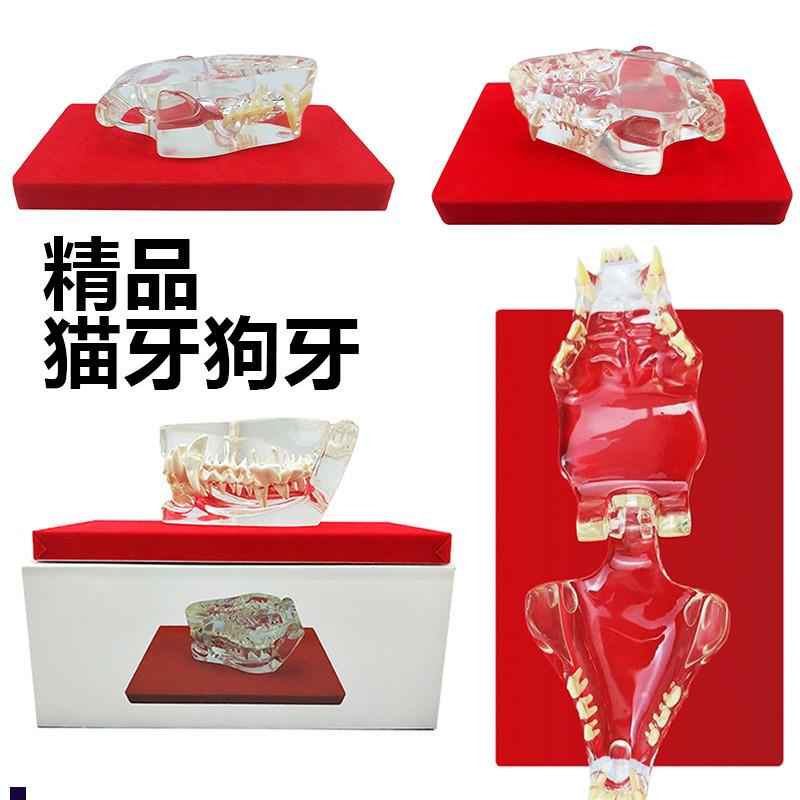 动物牙齿模型猫牙口腔r狗牙牙模口腔教学儿童玩具仿真小动物兽医