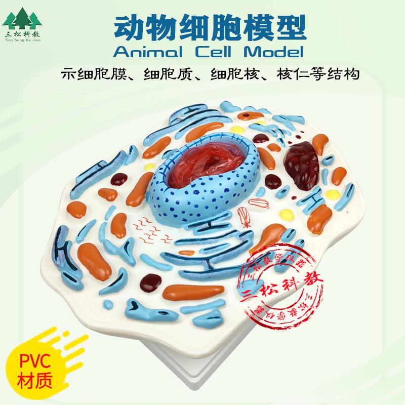 动物细胞模型 j示核膜核仁及染色体 细胞亚显微结构模型 生物教学