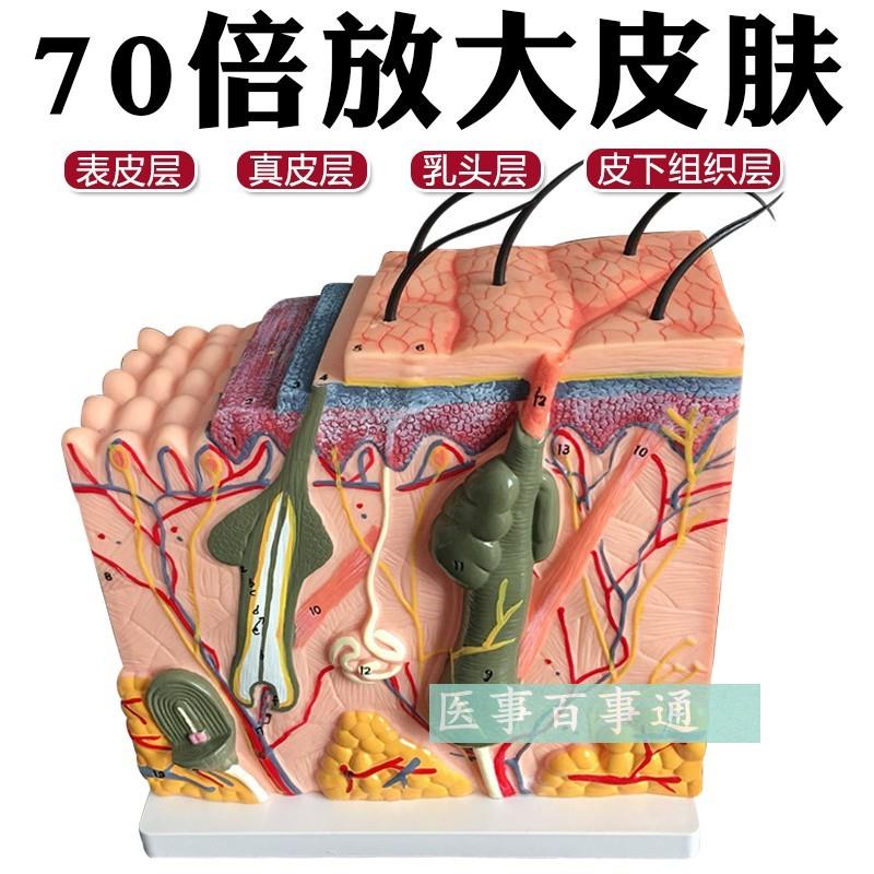 皮肤模型 d70倍皮肤放大解剖模型 皮肤层次 模型人体模型整形美容