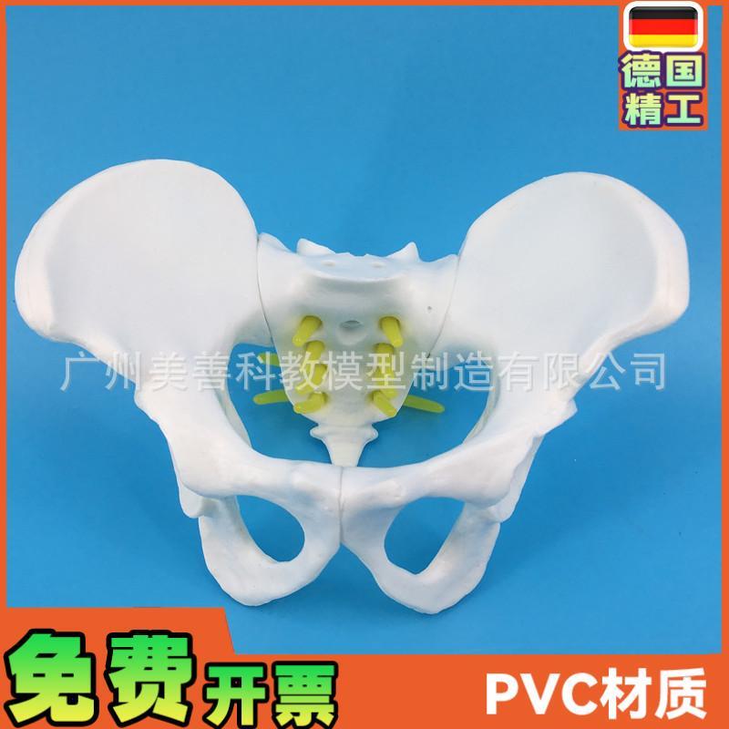 小型女性骨盆 妇科检查模型骨盆标本骨盆M演示模型女性盆骨模型