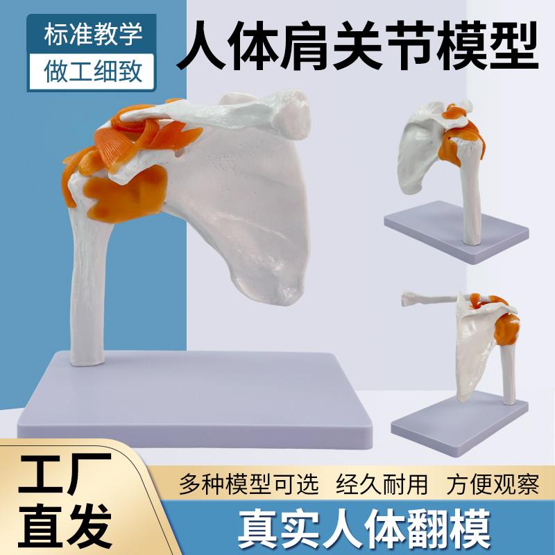 教学仿真人体肩关节模型肩胛骨骼肩周附韧带锁骨T人体结构骨科教