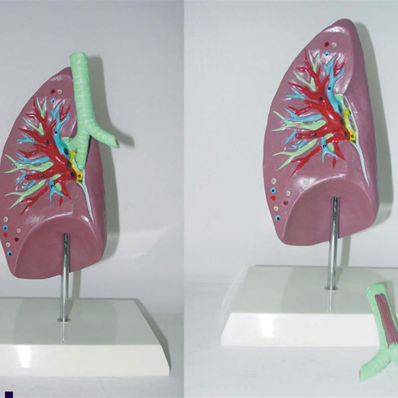包邮人体肺.气管解剖模型器官肺解剖模型教U学医用讲解标本