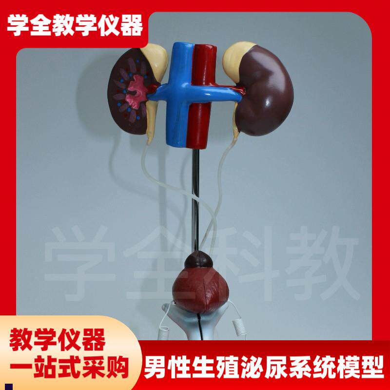 输尿管结构初中生物前列腺v教学仪器男性泌尿生殖系统模型品质模