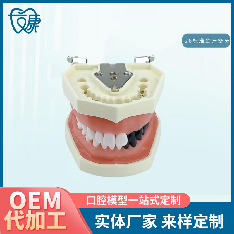 牙科全口可拆卸备牙模型  软牙龈模型 练习N牙齿模型 送螺丝螺丝