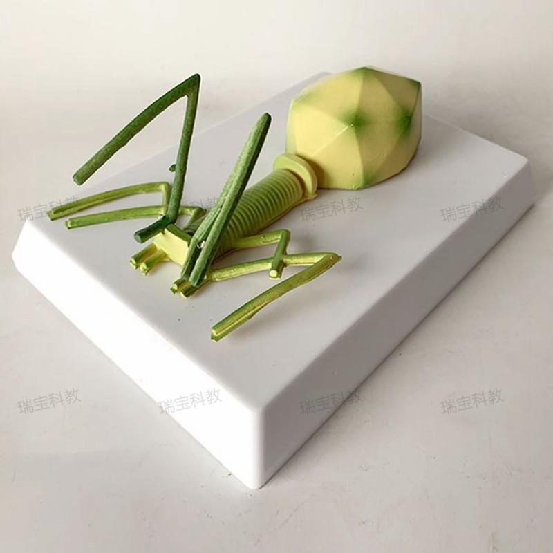 噬菌体细菌e模型 真菌 藻类 放线菌 螺旋体 中学装备生物实验器材