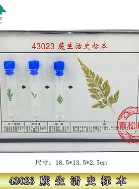 蕨生活史标本43023 初中高中生 物实验器材 生物标本Z 教学仪器
