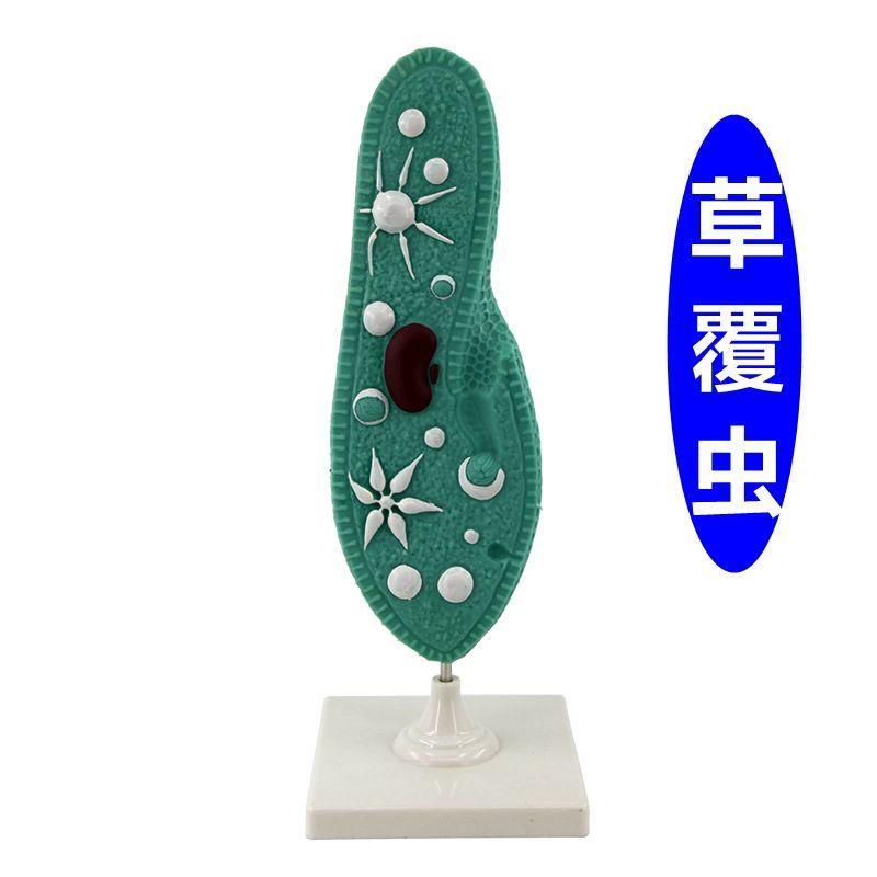 草覆虫模型原生动物门纤毛中学生物老F师推荐教学用始祖鸟模型化