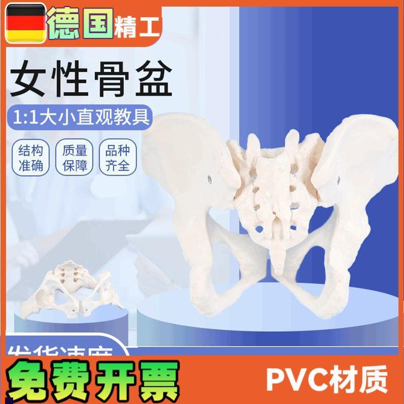 女性骨盆模型1比1女盆腔关节y骶骨耻骨结构妇产科展示教具骨骼解
