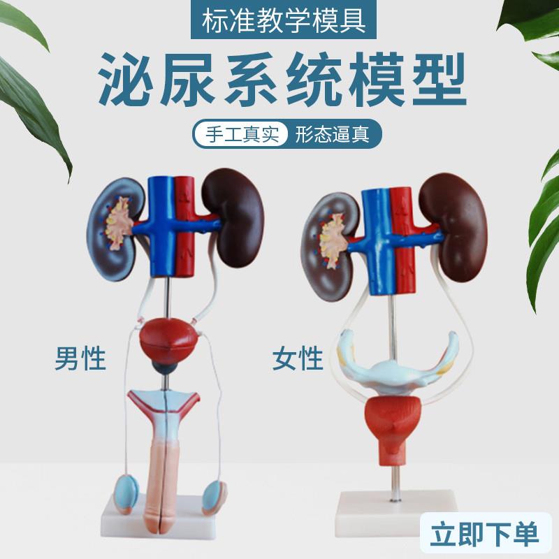男性泌尿生殖系统解剖模型肾脏膀胱输尿管人体器官内W脏结构造教