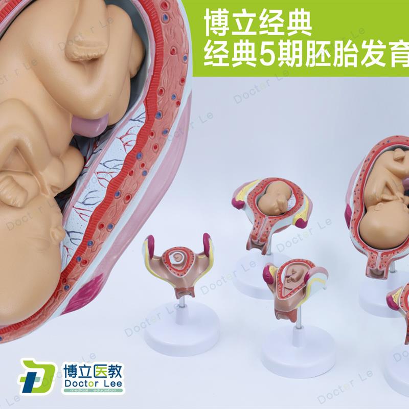 科教妊娠 胚g胎发育 胎儿形成过程 关键5期模型计划 生育展示胎儿