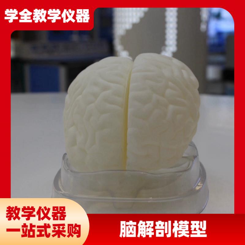 可出口医用人体大小脑解剖模型可拆卸脑干脑室间脑X神经系统模型