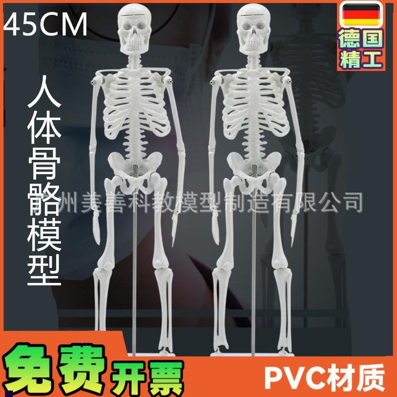 人骨架标本模型人体骨骼模型45CM关节可活动教学U有支架骷髅骨架
