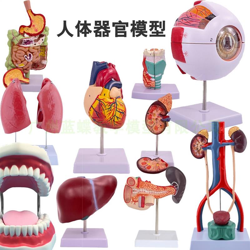 人体器官模型五脏六腑人体t八大系统结构造示教学 初生生物学生用