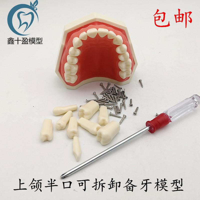牙科可拆卸牙齿h模型 上颌半口备牙模型 下颌半口备牙模型 包邮