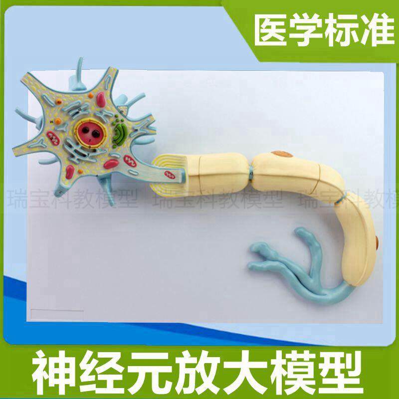 神经元模型 神经细胞 突触w解剖树突细胞核脊髓脊神经中枢医用教