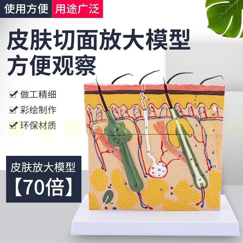 立体皮肤组织结构放大模型u层次人体构造分层解剖模具美容整形毛
