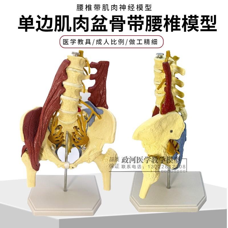 人体腰椎b带骨盆肌肉模型 盆骨腰间盘突出 产妇盆底肌修复演示教