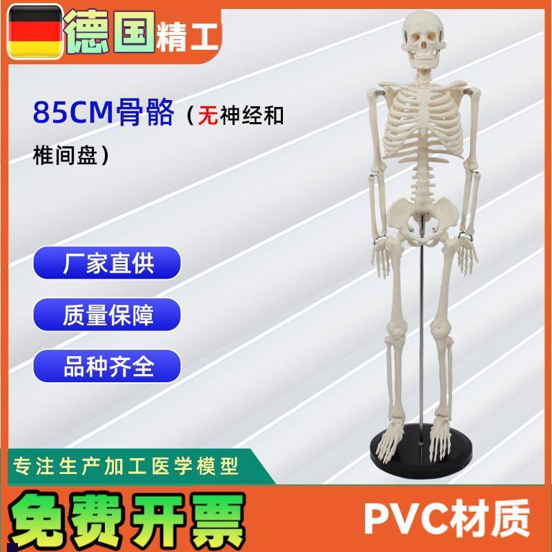 人体骨骼c模型85CM骨骼合集生物教学模型
