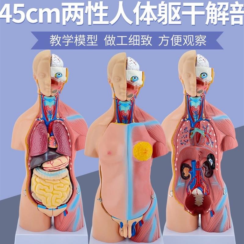 45CM人体模型解剖心脏骨骼全身结构医学器官儿S童躯干玩具内脏拼