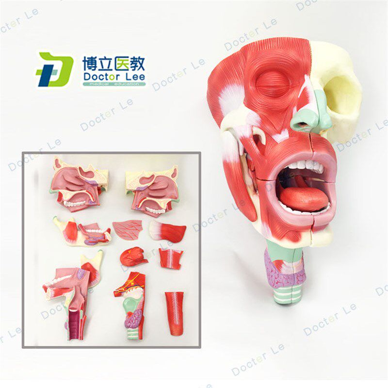 医用 鼻口咽喉腔模型 头w面部肌肉解剖模型 鼻腔口腔模型咽喉