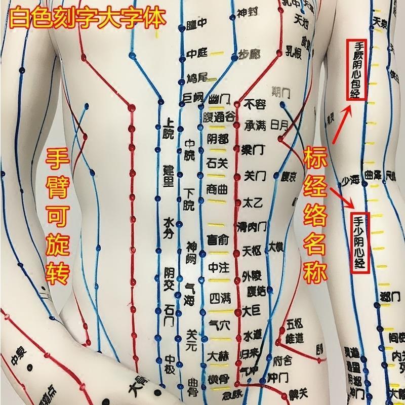 中医针灸人体穴位十二经络u模型小皮人可扎针全身教学练习模特图