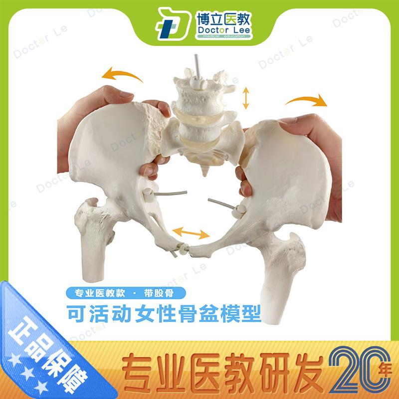 女性骨盆模型自h然大骨盆关节骶骨耻骨结构造妇产科展示可拉伸骨