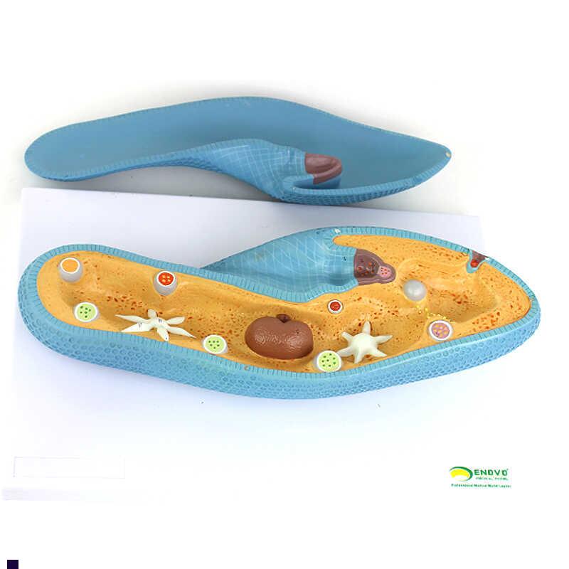 ENOVO颐诺高品质草履虫v模型细胞生物学微生物教学演示模型标本教