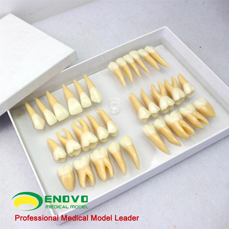 ENOVO颐诺 2.5倍牙体形态模型 雕牙指K导 口腔齿科教具牙齿模型齿